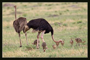 Ostrich Family