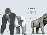 Western Gorilla