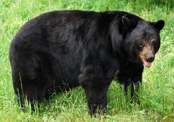 North American black bear