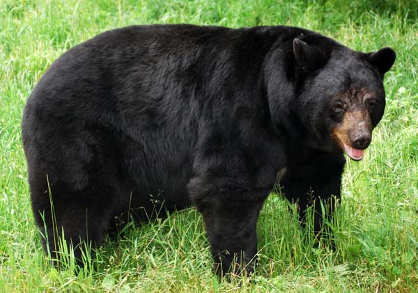 American black bear - Wikipedia