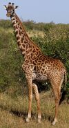 An adult female Masai Giraffe in the Masaai Mara national park, Kenya.