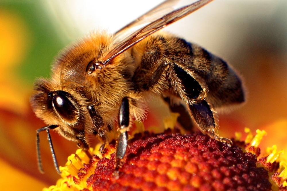 Honey Bees (Genus Apis) · iNaturalist