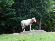 Scimitar Oryx at Disney's Animal Kingdom