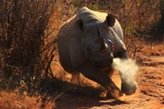 A Black Rhino making a Sharp U-Turn