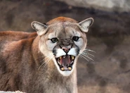 Cougar Roaring