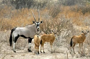 An Oryx with Young