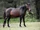 Brumby