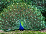 Peafowl