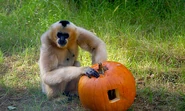 Gibbon gallery1.jpg (55 KB) Gibbon digging inside Pumpkin