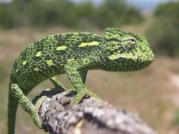 ニッタンプロフ確認　Chameleons of Africa ニッタンプロフ確認様専用 Chameleons of Africa（Friends of