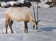 Arabian Oryx in Snow