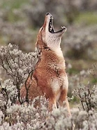Ethiopian wolf.jpg (60 KB) Ethiopian Wolf Howling