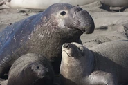 Elephant Seal Family