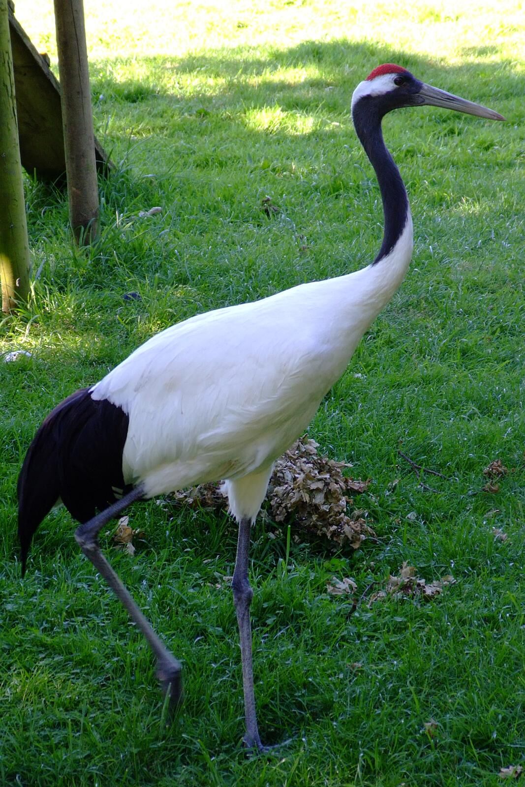 Red-Crowned Crane Creatures of the World | Fandom