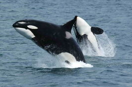 Killerwhales jumping