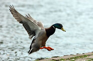 Mallard Landing