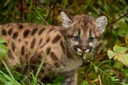 Cougar Cub