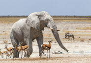 Albino African Elephant with group Springbok