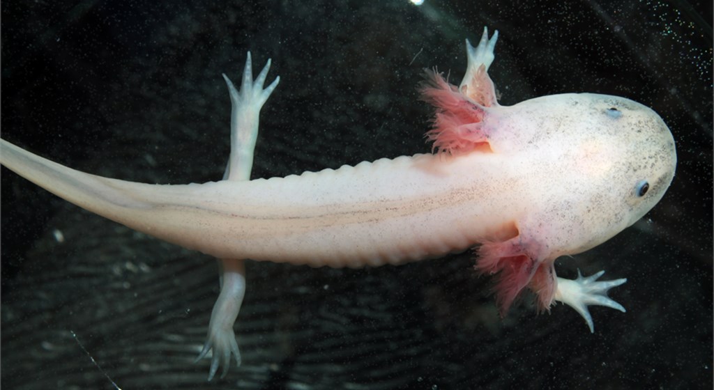 SA's Axolotl Diet