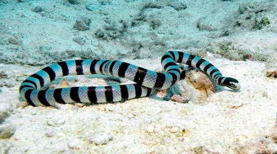 banded sea snake tail