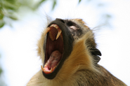 Vervet-monkey-animals-united