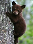 Black Bear Cub Climbing Tree