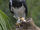 Harpy Eagle