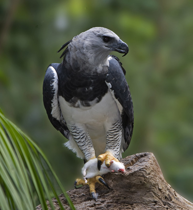 All hail the majestic Harpy eagle! This fine bird is not only the largest # eagle in the Americas, but its size and strength place it among…