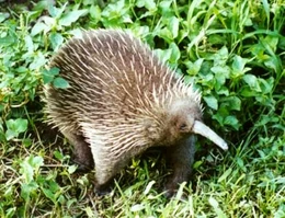 Long-Beaked Echidna | Creatures of the World Wikia | Fandom