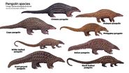 Pangolin Species