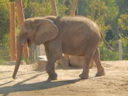 Female African Elephant at San Diego Zoo