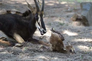 Mother Sable Antelope and New Born Baby