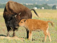 A mother bison with her Calf