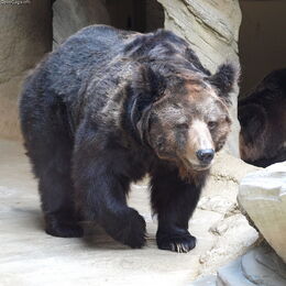 Tibetan-blue-bear.jpg