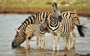 Zebra Family