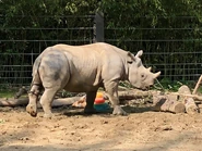 Black Rhino Calf at St. Louis Zoo