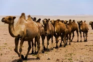 Herd of Wild Bactrian Camels