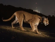 Collared Cougar in California