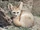 Fennec Fox
