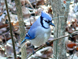 Beautiful blue jay bird(Cyanocitta cristata) sitting on a branch of a tree  staring into the camera Stock Photo by wirestock