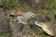 Leopard and Crocodile Fighting of Zebra