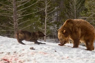 Bear vs Wolf