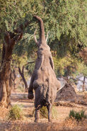 Elephant Standing on hind legs eating from Tree