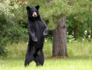 Black Bear Standing Up