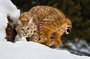 Bobcat 3.jpg (98 KB) Bobcat Hunting in Snow