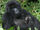 Mountain Gorilla