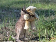 Grey Kangaroo Joey with Teddy Bear