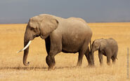 Elephant Mother with Calf