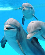 Bottlenose Dolphin Family