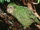 Kakapo